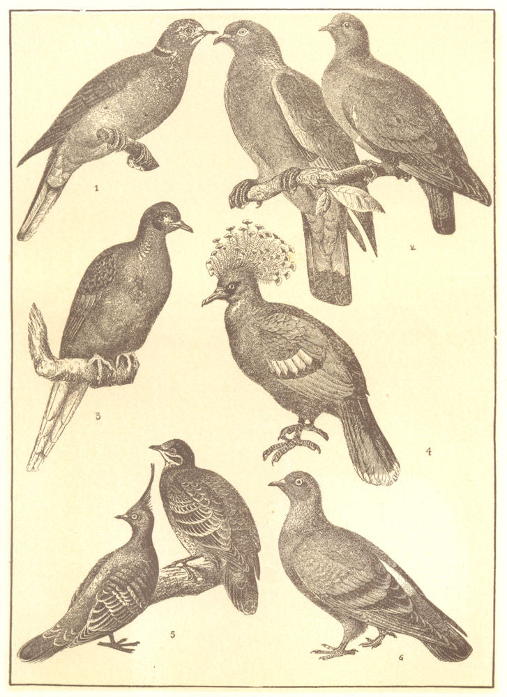 DOVES. Turtle Rock crested winged Wood passenger Papuan crowned Pigeon 1907